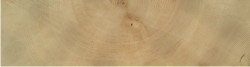 Sezione_abete_rosso_340_anni,_particolare_B
